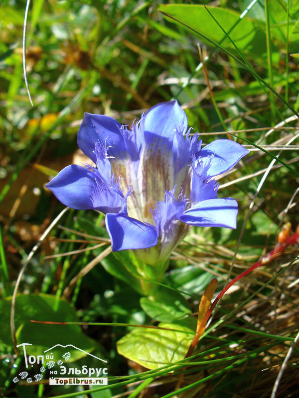 Цветы в Северном Приэльбрусье