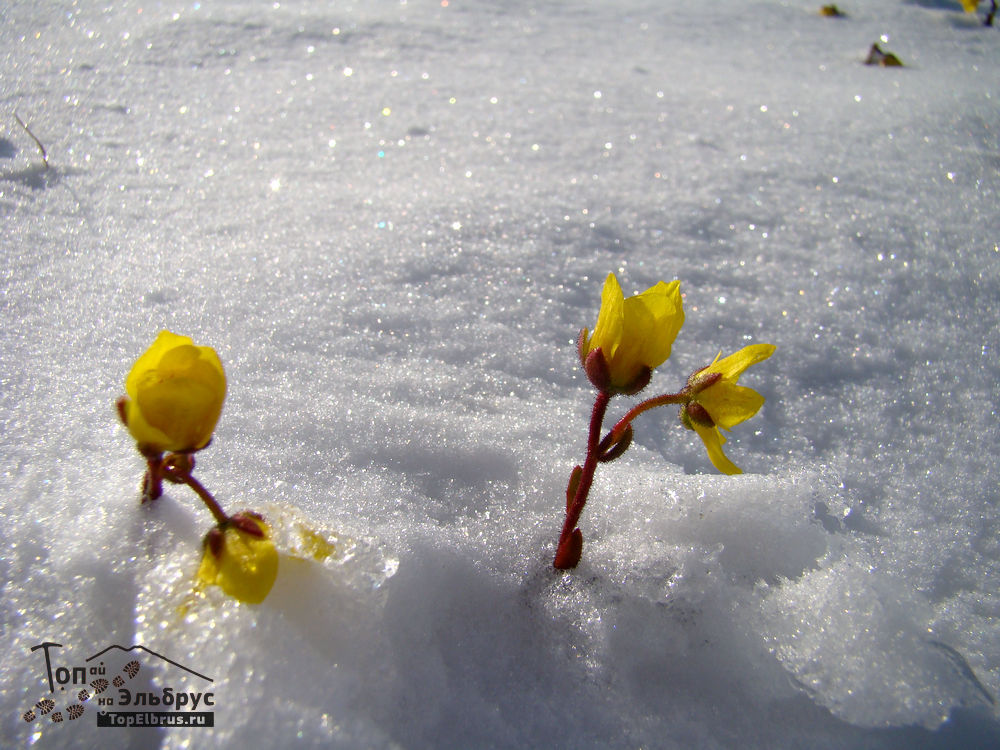 цветы в снегу под Эльбрусом
